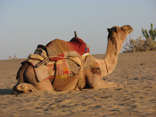 man beachte den harten hinteren Teil des Sattels - au weia