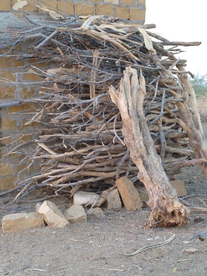 Brennholz wird gesammelt und für Backöfen benutzt