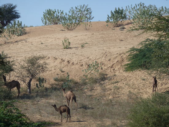 die spärliche Vegetation auf den Dünen wird kräftig gestutzt