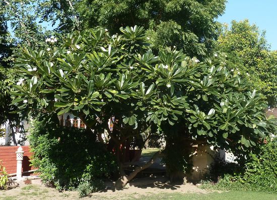 Frangipani - leider ohne Blüten - aber groß genug um Ableger abzuknicken