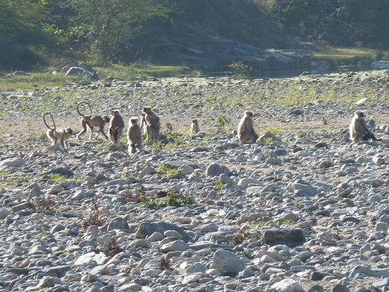 beim Durchfahren eines Trockenflusses beobachten wir das lebhafte Treiben der Affen