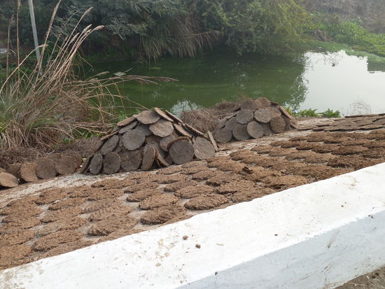 Heizbriketts aus Dung