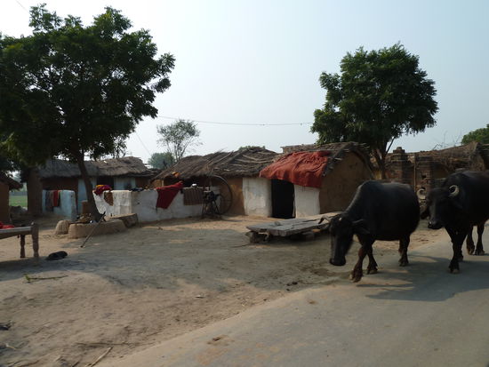 'Dorfidylle' mit Kuh