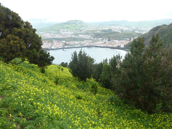 Blühende Hänge und Aussicht auf Porto Pim und die Stadt Horta
