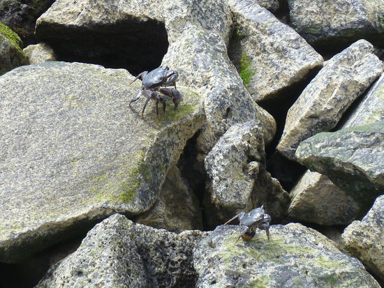 Krebse im Hafenbecken