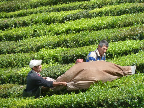 maschinelle Teeernte