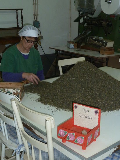 die Stiele werden per Hand aussortiert