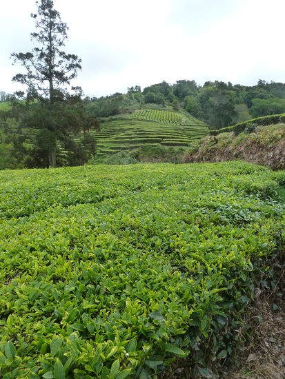 die Tee'berge' von Gorreana - weitläufiger und gebirgiger