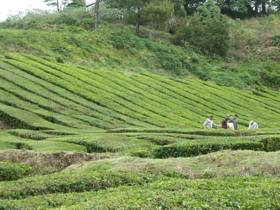 die linken Reihe sind 'abgeerntet', die rechten haben noch das frische Grün der Blattspitzen