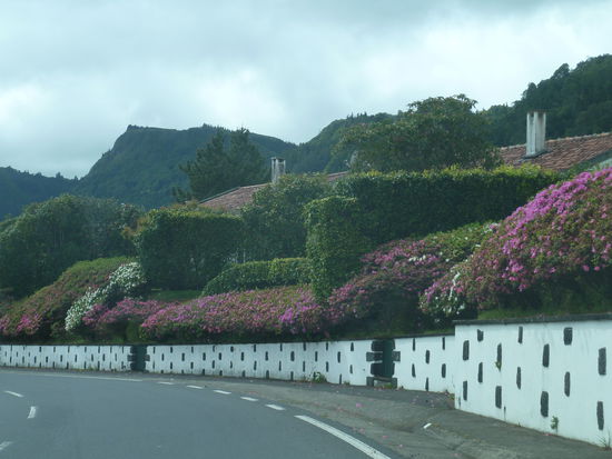 jetzt blühen vor allem die Azaleen