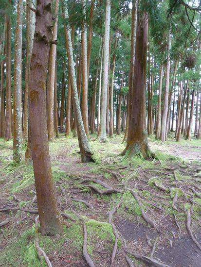 'Märchenwald am See von Furnas