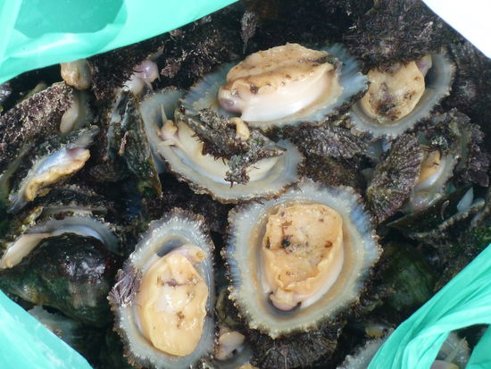 lapas im rohen Zustand