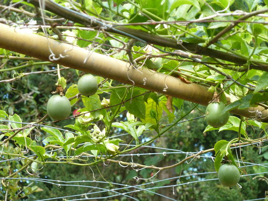 im Garten können wir dann wenigstens sehen, dass tatsächlich MaraKuja auf der Insel gedeihen