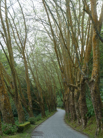 moosbewachsene Baumalleen in der Höhe und sonnenbeschienene in der Ebene - Alleen, die bei uns längst alle für breitere Strassen entfernt wurden