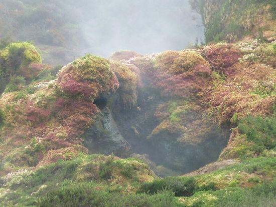 und haben die Flora eindruckasvoll verändert, sodass fast nur noch Moose um die Erdöffnungen zu finden sind.