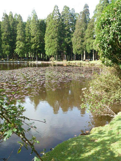 Seerosenidylle im Kryptomerienwald