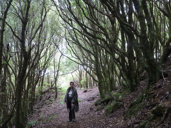 Viel Feuchtigkeit sorgt für vermoostes Wurzelwerk unter den Bäumen