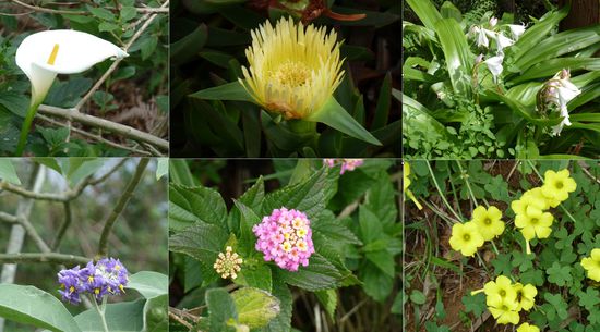 aber auch für gutes Wachstum vieler Blütenpflanzen