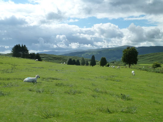 auf dem Fairway und auch den Grüns machen sich bisweilen die Schafe breit - sie haben aber keine Probleme wenn sie getroffen werden.