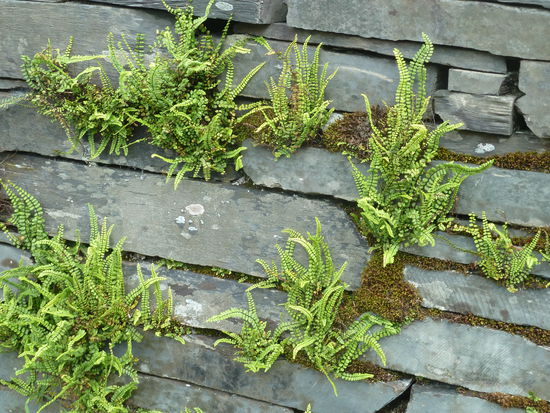 das ganze Tal besteht aus Schiefer