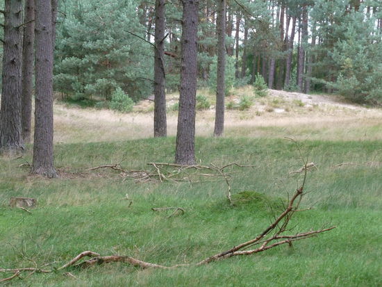 Wanderdünen in der Heide