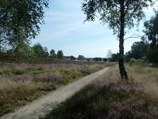 erster Heideeindruck