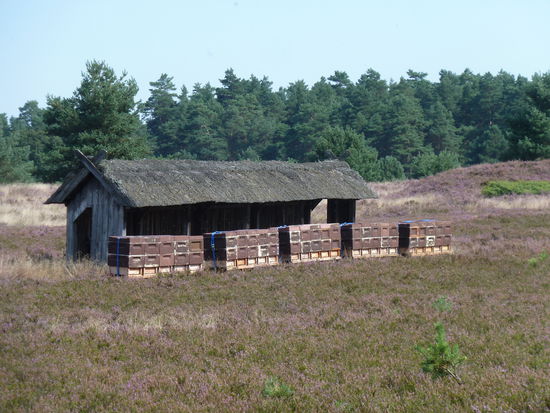 Bienenzaun mit 'Kästen'