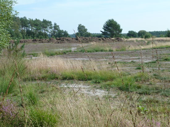 maschinell abgeplaggte Heide