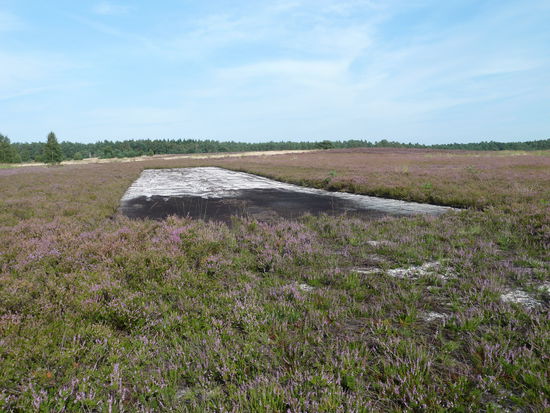 und an abgeplaggte Heidestellen