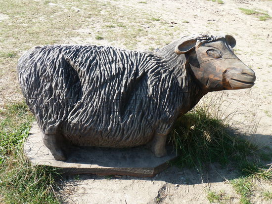 GESTATTEN: MEIKE MOORSCHNUCKE!
Verwandt bin ich mit den Heidschnucken. Wir beweiden Flächen, die frei von Büschen und Bäumen gehalten werden sollen -Moor-schnucken im Moor und Heidschnucken auf der Heide. Diese Aufteilung hat auch einen guten Grund: Mich stört auch knietiefes Wasser nicht und aus den berüchtigten Moorlöchern kann ich mich selbst befreien. Heidschnucken können das nicht so gut. Doch wir kommen immer seltener zum Einsatz: Durch den Torfabbau sind die Moore immer kleiner geworden - oft zu klein für eine ganze Moorschnuckenherde. So sind wir inzwischen, wie die Moore selbst, etwas Besonderes - und gehören zu den gefährdeten Haustierrassen. Hier im Pietzmoor übernehmen die Heidschnucken unseren Job.
Übrigens: Wir haben im Gegensatz zu den Heidschnucken keine Hörner.