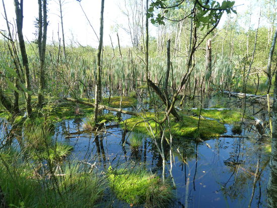 wieder vernässte Stellen