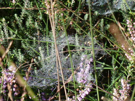 Spinnweben mit Morgentau