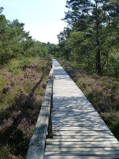 ein Teil des Wanderweges durch das Pietzmoor verläuft über Holzstege