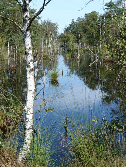 wieder aufgefüllte Torfstechgräben