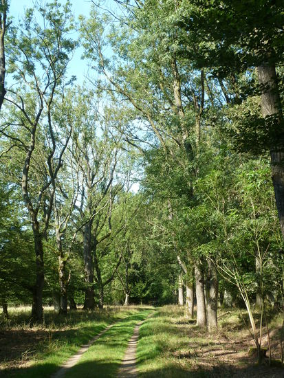 Die Eschenallee war vor dem Bau der Landesstraße die einzige Zufahrt von Schneverdingen zum Hof Möhr.
Alleen und Hecken verbinden als Lebensadern der Landschaft die Wälder. Genau wie Menschen wandern auch Tiere lieber durch Alleen. Ob Vogel oder Käfer, sie können sich verstecken, finden etwas zu fressen oder wohnen sogar dort. Lebensräume müssen miteinander vernetzt werden. Alleen und Hecken sind Fäden dieses Netzwerks.
Früher baute man aus dem harten Eschenholz Wagenräder. Heute hälten man es beim Graben oder Hämmern in den Händen.