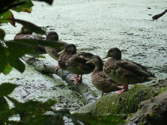 fühlen sich zahlreiche Enten wohl