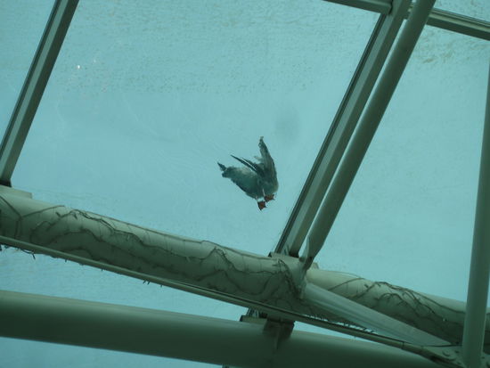 das Glasdach wird wohl durch anldauernd fließendes Wasser reingehalten - Vögeln scheint das Baden darauf sehr zu gefallen