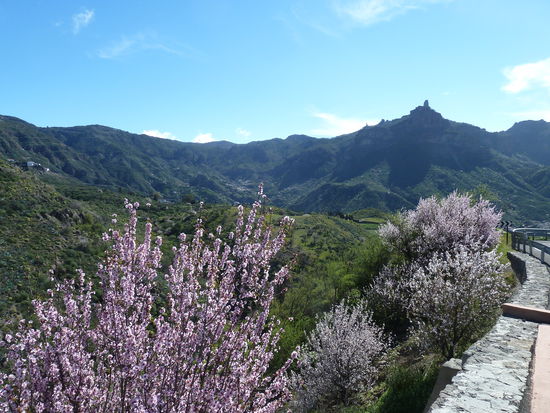 Die Mandelblüte war einer unserer Gründe für die Reise Ende Januar/ Anfang Februar