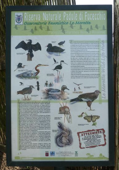 Das nach der Gemeinde benannte Naturreservat Padule di Fucecchio, von dem jedoch der größte Teil auf dem Gebiet von Ponte Buggianese liegt, ist das größte interne Sumpfgebiet Italiens.