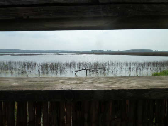 Naturreservat Padule di Fucecchio