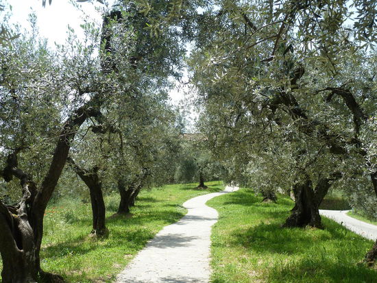 Aufgang zum Geburtshaus Vincis durch einen Olivenhain