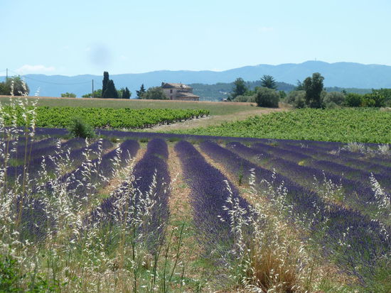 Lavendelfeld bei Rustrel