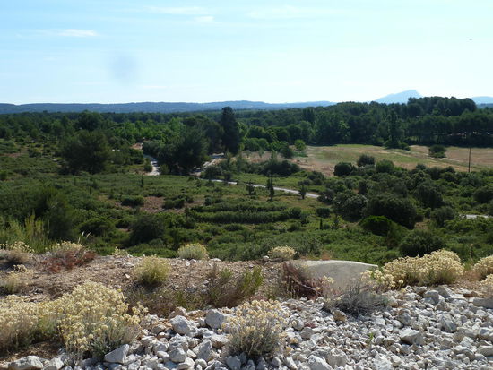 die Wildnis um unser Haus
