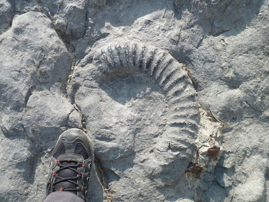 zum Vergleich: mein Wanderschuh