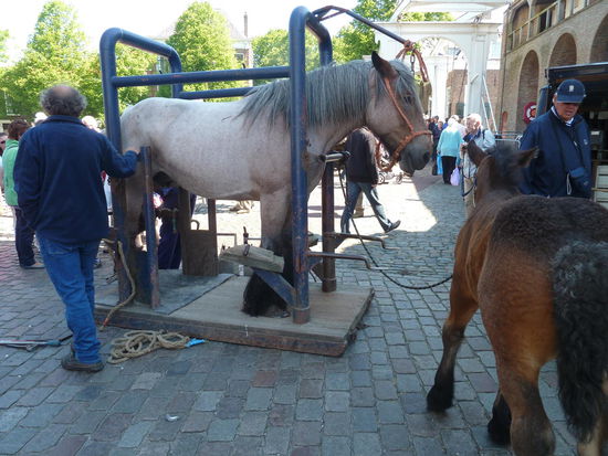 Hufe beschlagen im 'Gestell'