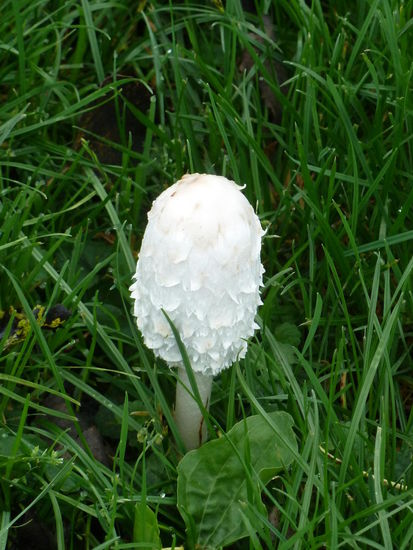 Pilzkenner könnten hier aufgrund der Feuchtigkeit reichlich ernten