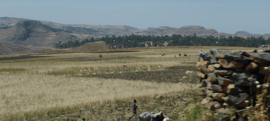 Landwirtschaft auf der Hochebene