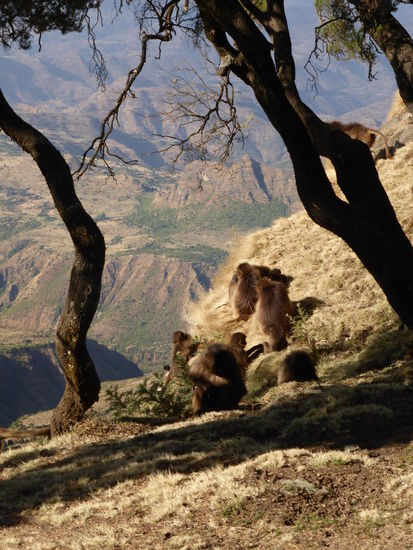 Cheleda-Paviane im Semien-Nationalpark