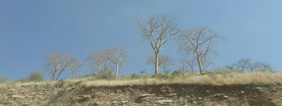 Weihrauchbäume - viel größer als wir sie im Oman gesehen haben