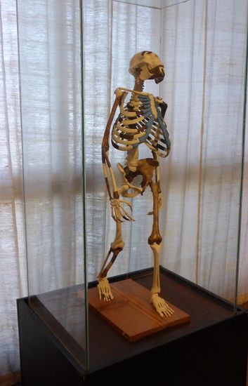 Nachbildung des Skelett von Lucy